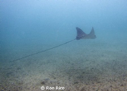 Spotted Eagle Ray

Cruising around the BHB.

Look how... by Ron Rico 